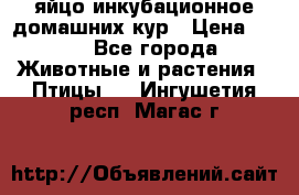 яйцо инкубационное домашних кур › Цена ­ 25 - Все города Животные и растения » Птицы   . Ингушетия респ.,Магас г.